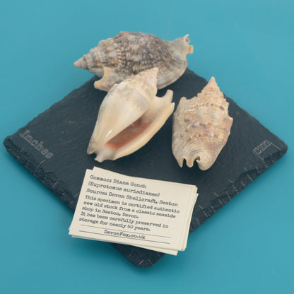 Diana Conch - Euprotomus aurisdianae