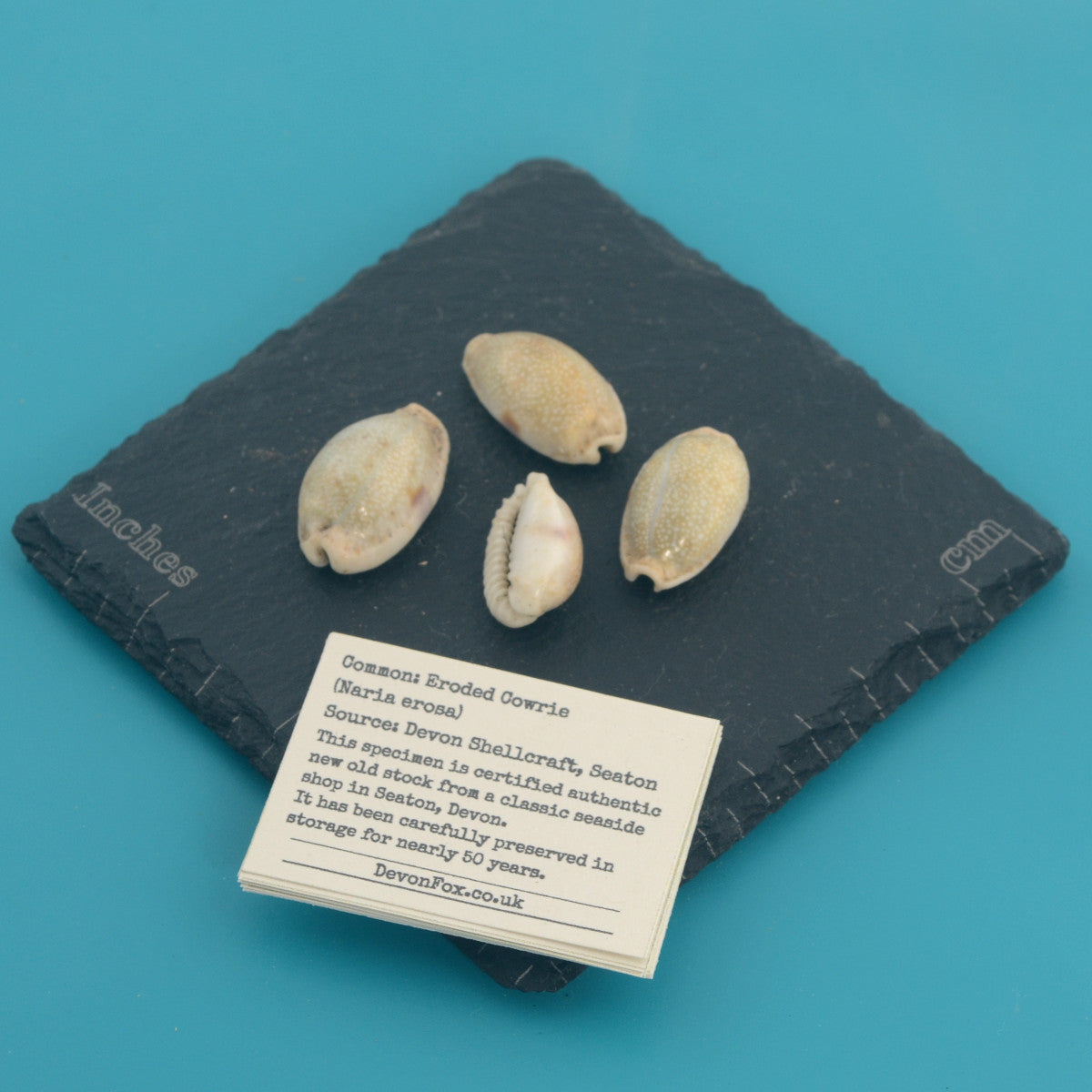 Eroded Cowrie - Naria erosa