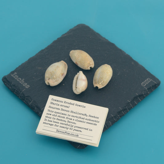 Eroded Cowrie - Naria erosa