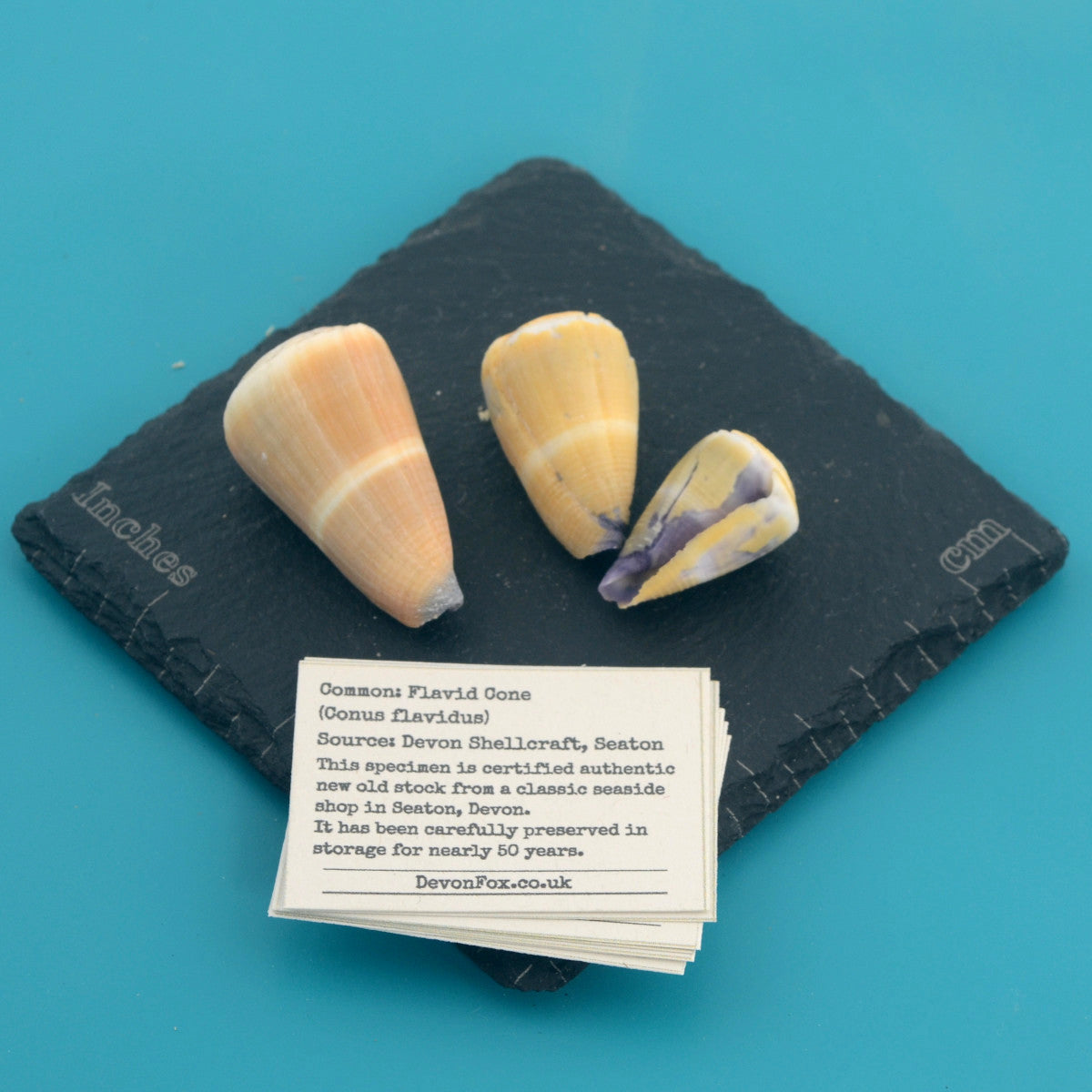 Flavid Cone - Conus flavidus