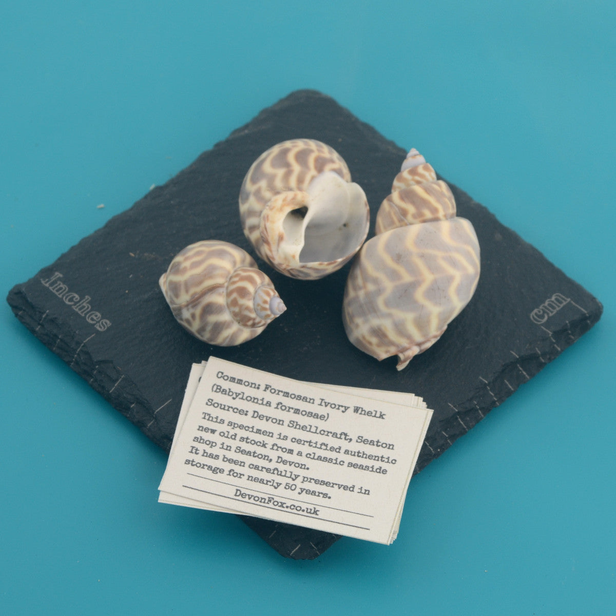 Formosan Ivory Whelk - Babylonia formosae