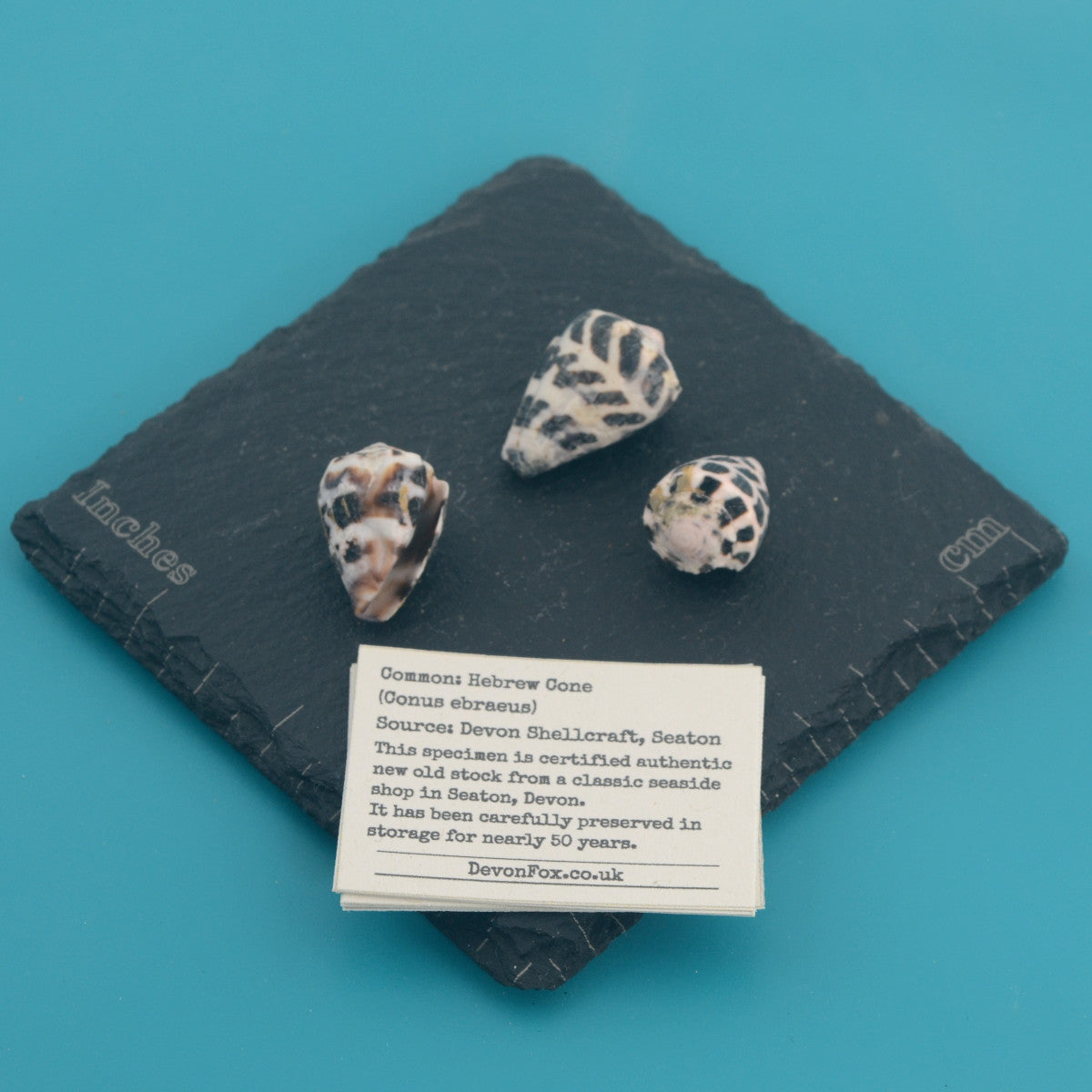 Hebrew Cone - Conus ebraeus