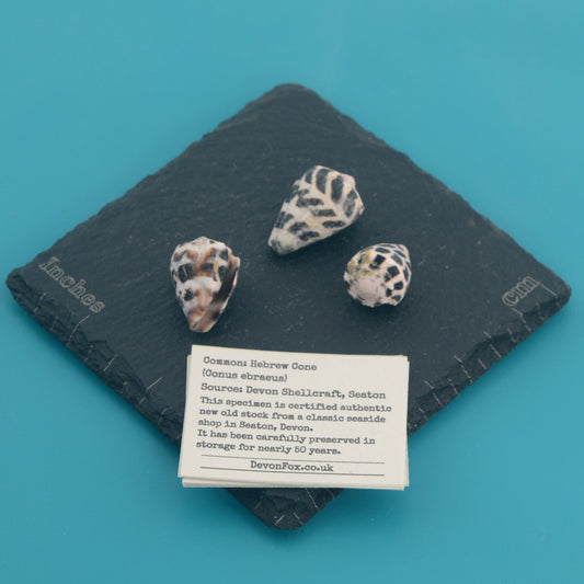 Hebrew Cone - Conus ebraeus