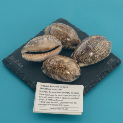 Arabian Cowrie - Mauritia arabica