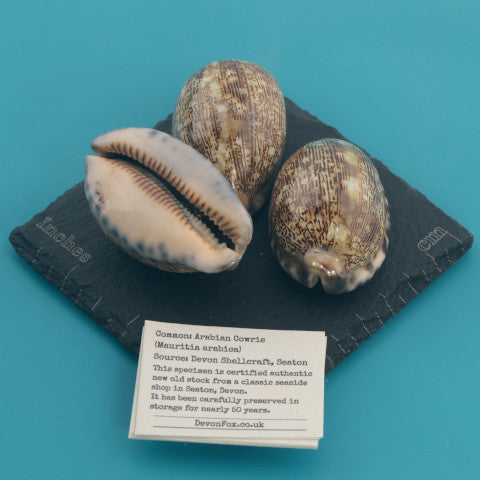 Arabian Cowrie - Mauritia arabica