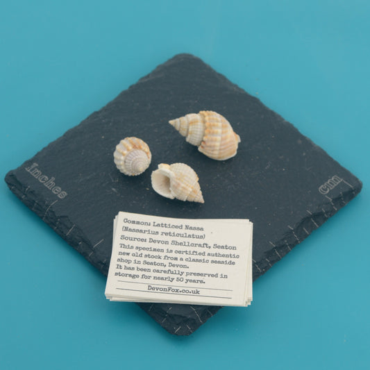 Latticed Nassa - Nassarius reticulatus
