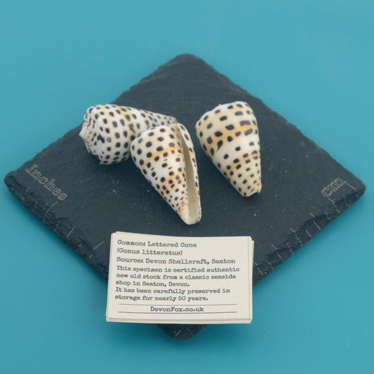 Lettered Cone - Conus litteratus