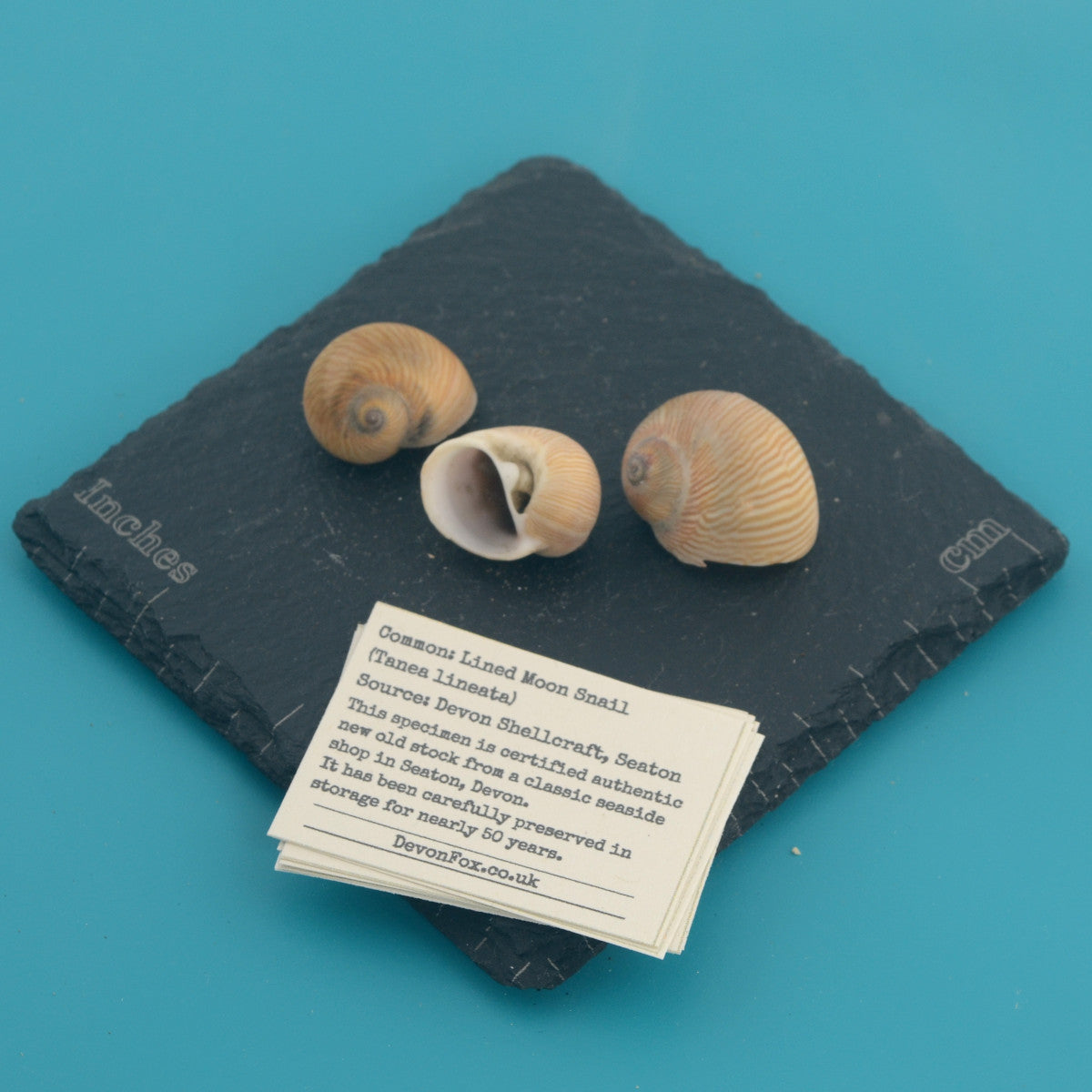 Lined Moon Snail - Tanea lineata