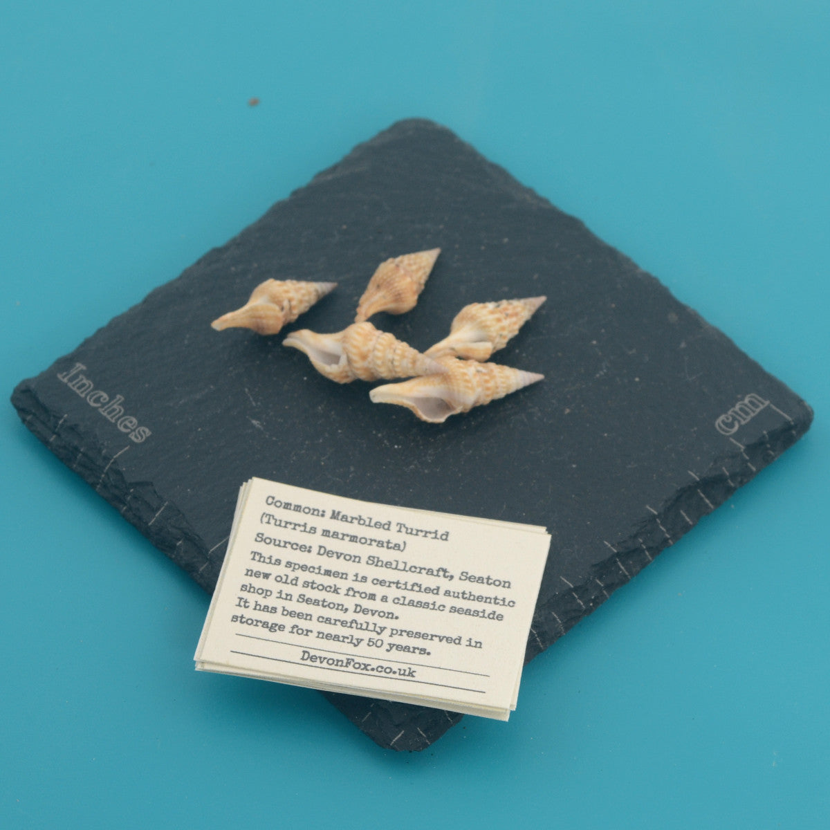 Marbled Turrid - Turris marmorata