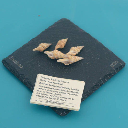 Marbled Turrid - Turris marmorata