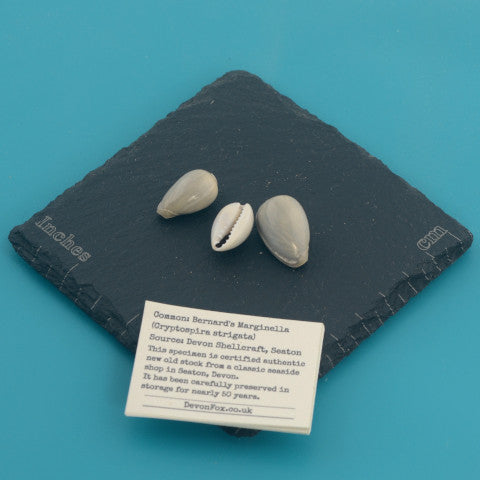 Bernard's Marginella - Marginella Bernardi