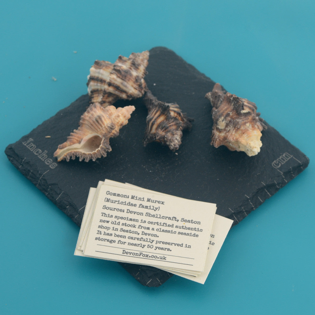 Mini Murex - Muricidae family