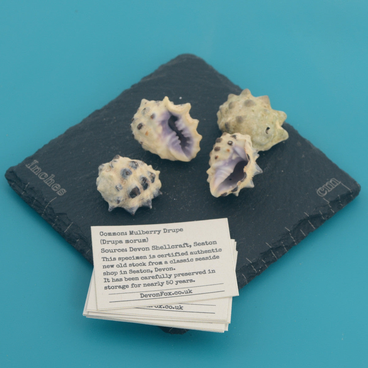 Mulberry Drupe - Drupa morum