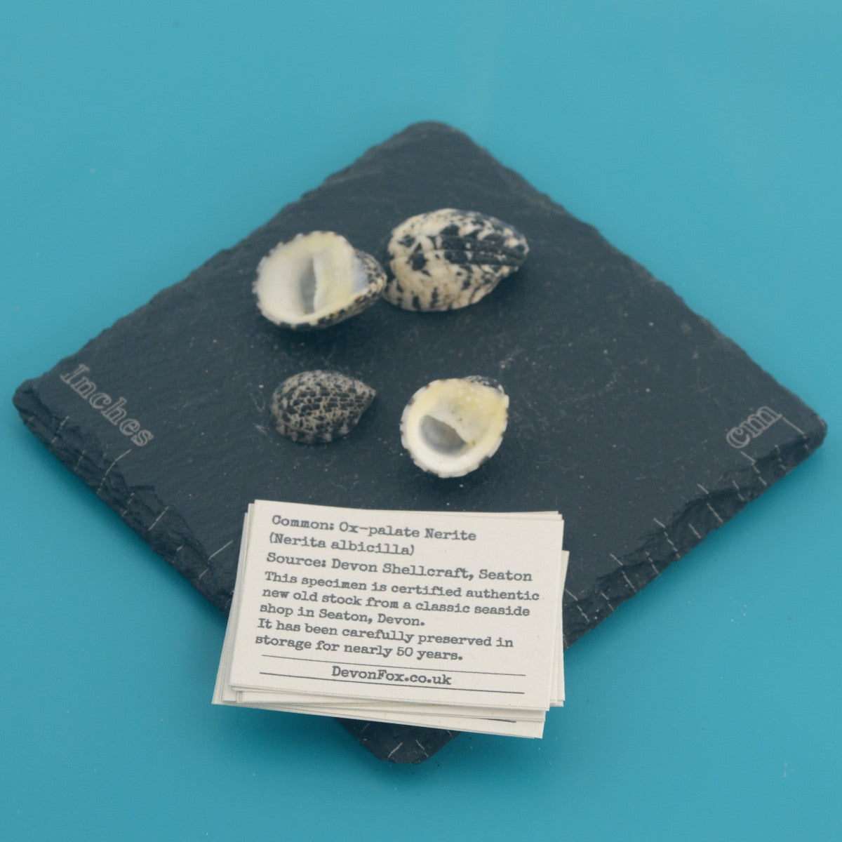 Ox-palate Nerite - Nerita albicilla