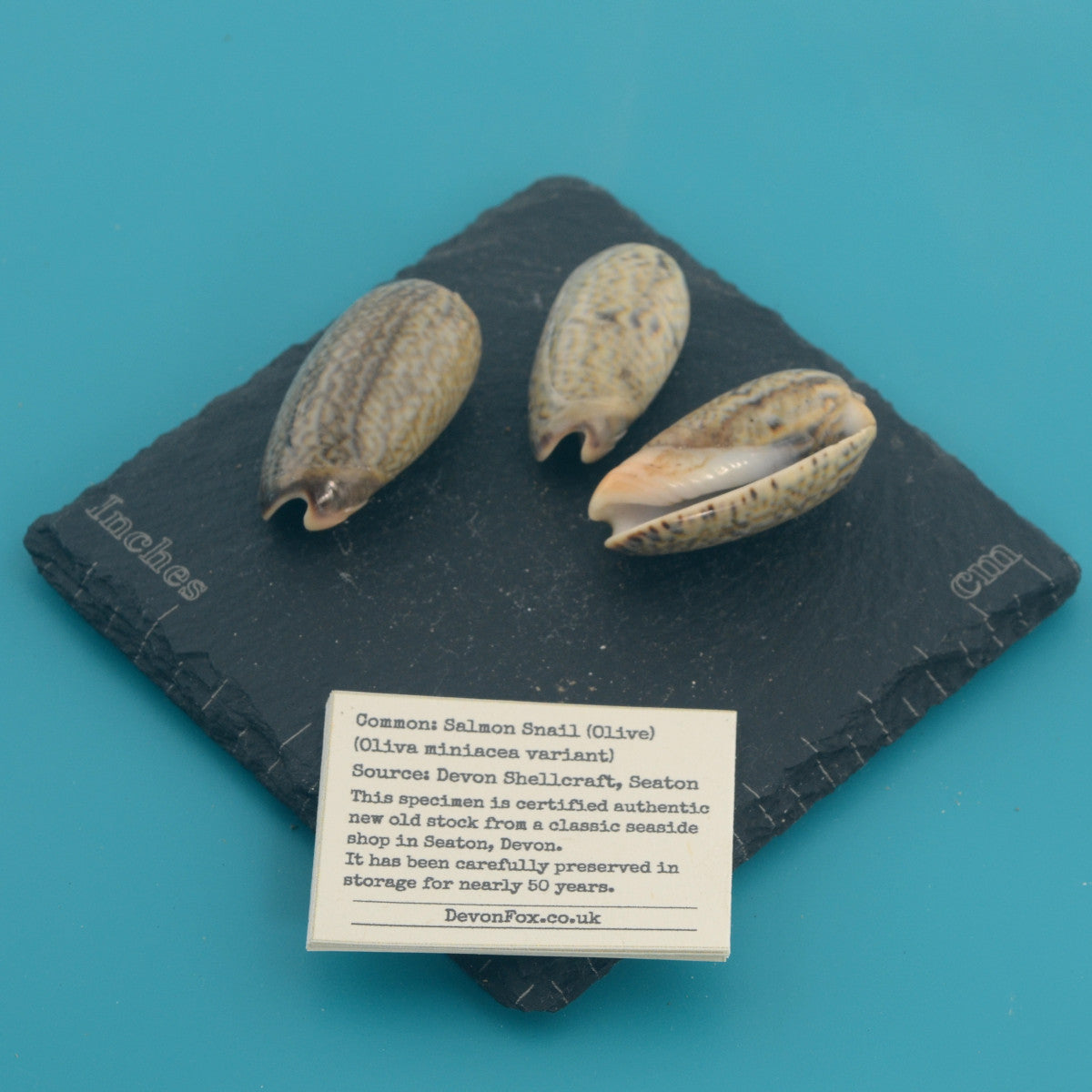 Salmon Snail (Olive) - Oliva miniacea variant