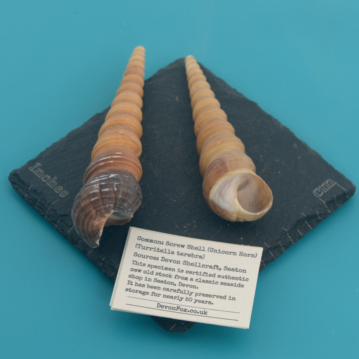 Screw Shell (Unicorn Horn) - Turritella terebra