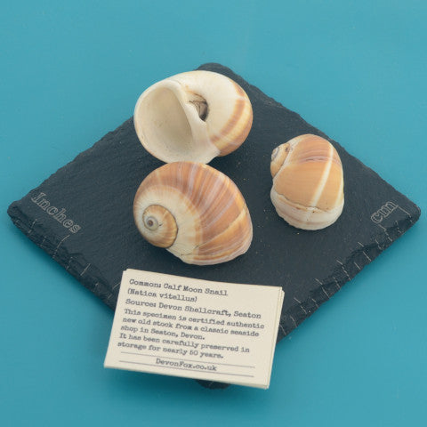 Calf Moon Snail - Natica vitellus