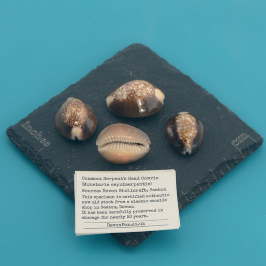 Serpent's Head Cowrie - Monetaria caputserpentis