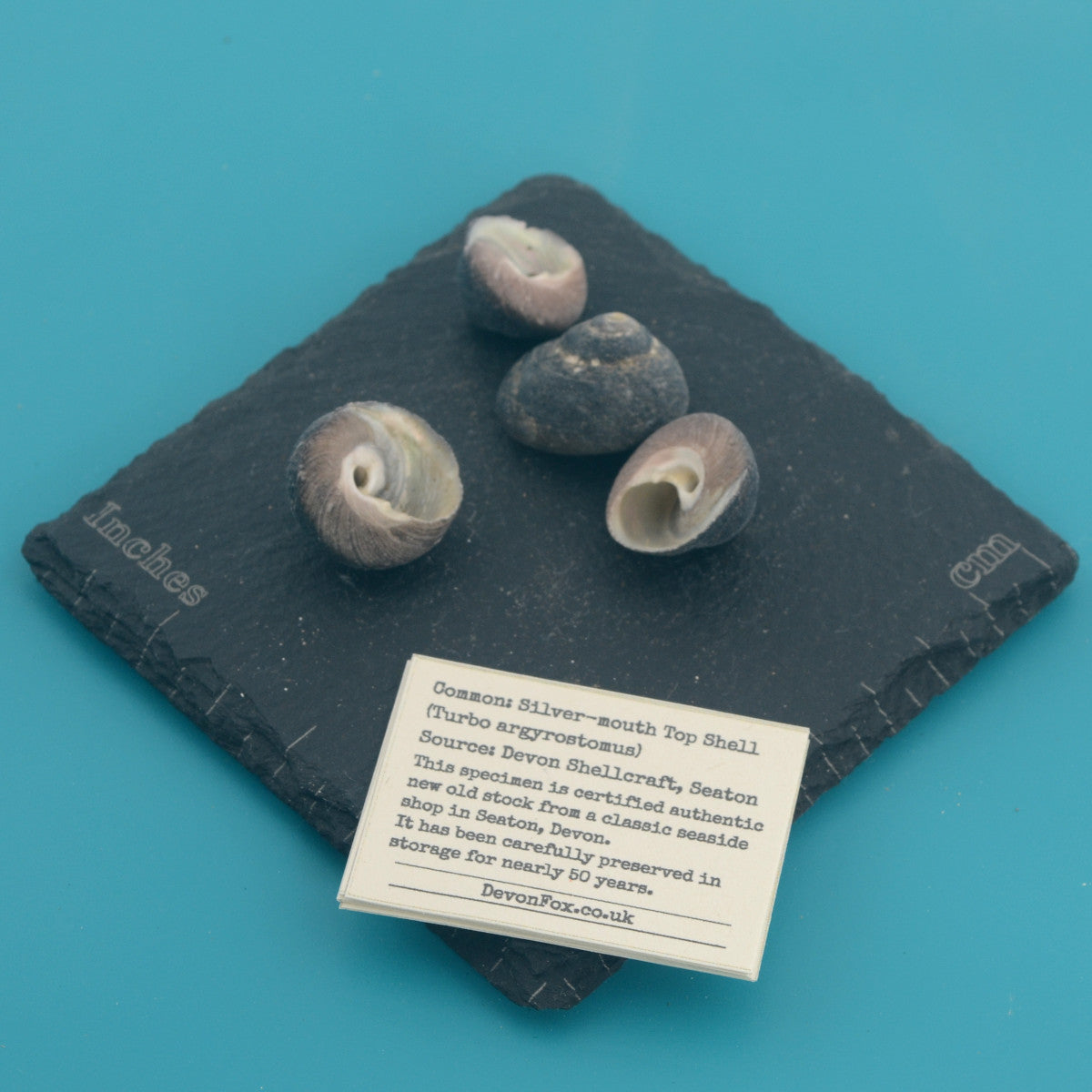Silver-mouth Top Shell - Turbo argyrostomus