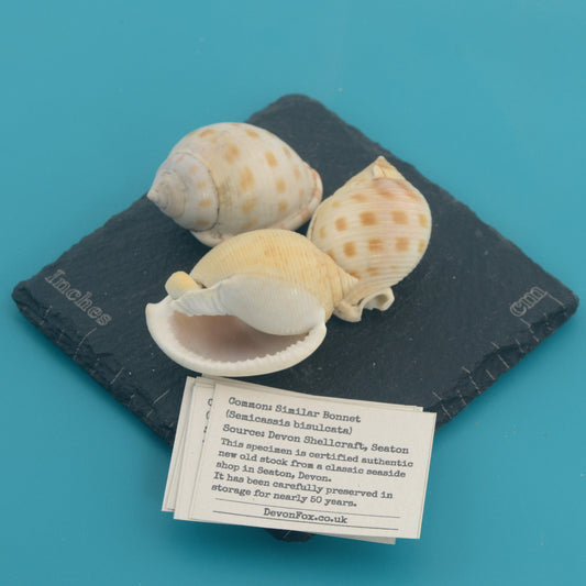 Similar Bonnet - Semicassis bisulcata