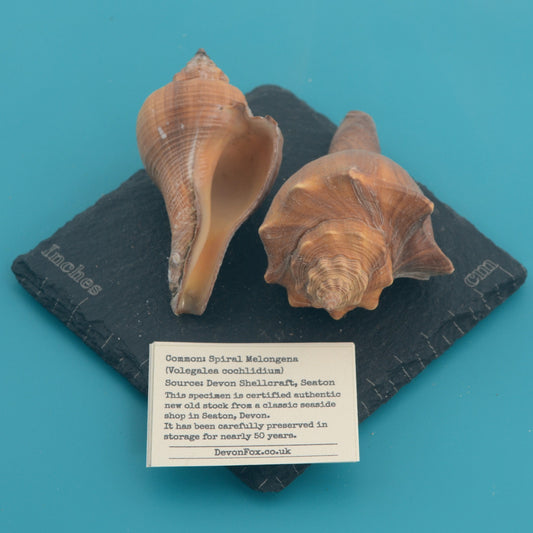 Spiral Melongena - Volegalea cochlidium