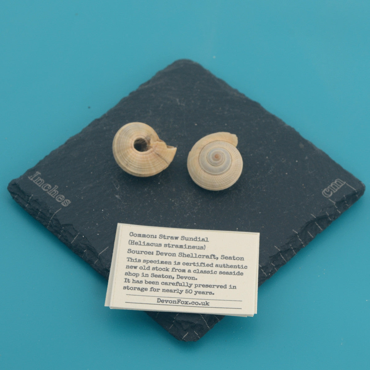 Straw Sundial - Heliacus stramineus