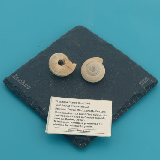 Straw Sundial - Heliacus stramineus