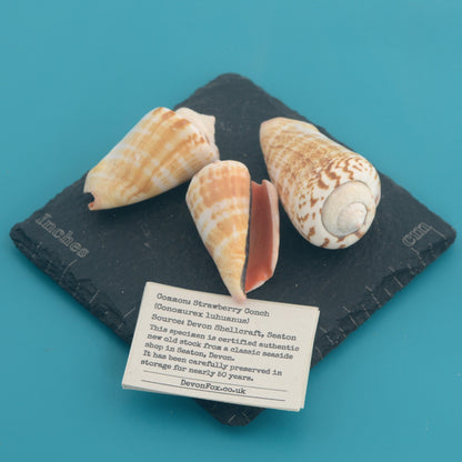 Strawberry Conch - Conomurex luhuanus