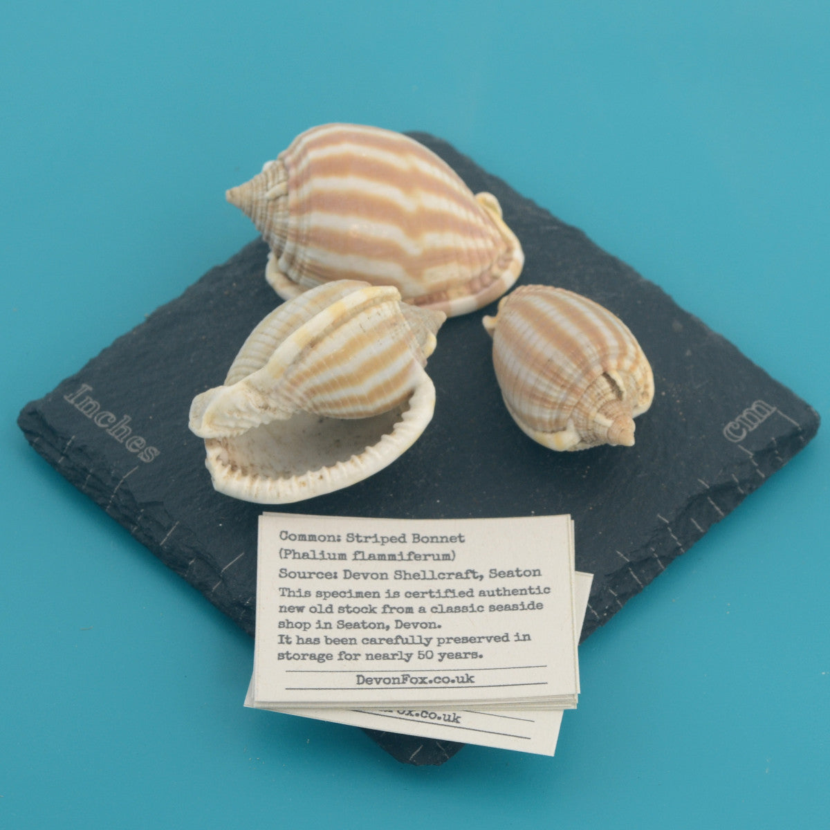 Striped Bonnet - Phalium flammiferum