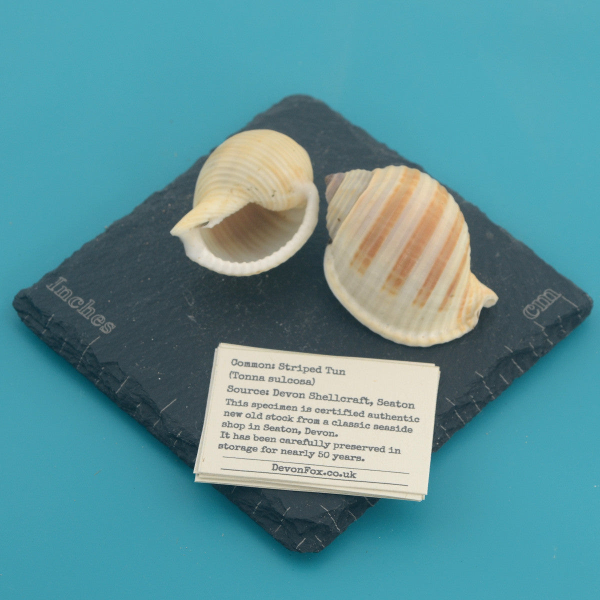 Striped Tun - Tonna sulcosa