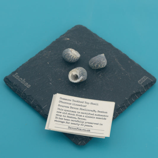 Toothed Top Shell - Phorcus lineatus