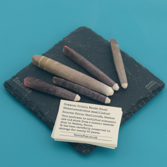 Urchin Wands (Pack) - Heterocentrotus mamillatus