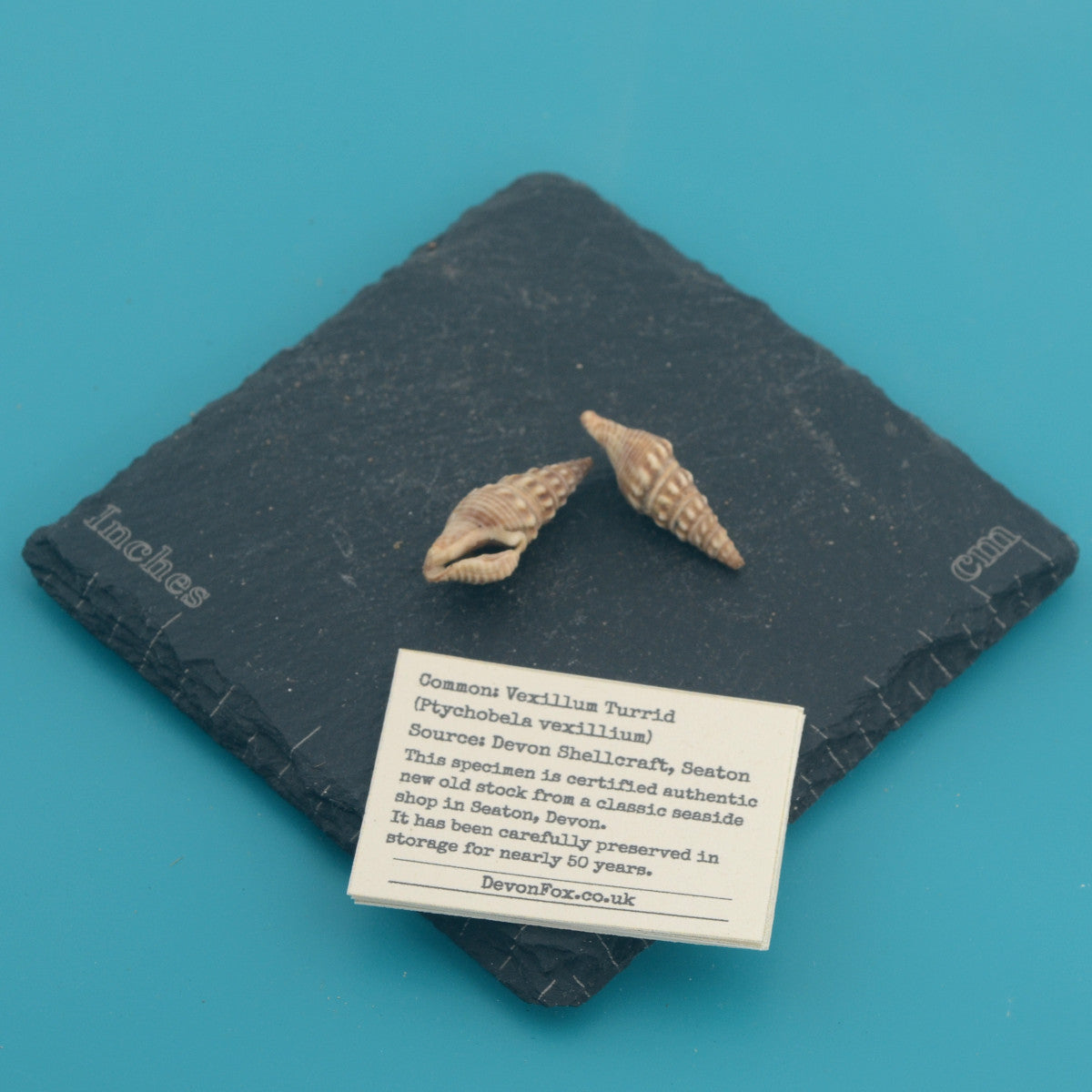 Vexillum Turrid - Ptychobela vexillium