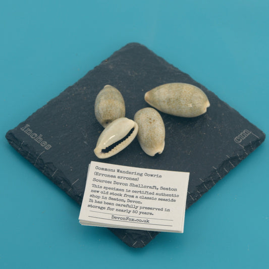 Wandering Cowrie - Erronea errones
