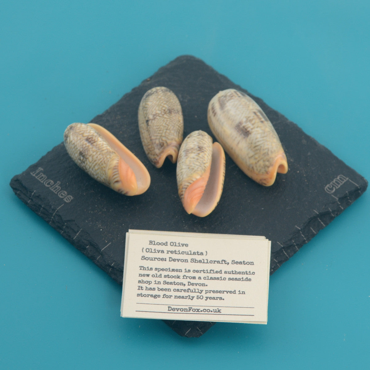 Blood Olive - Oliva reticulata