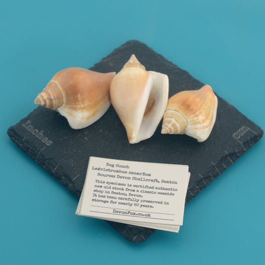 Dog Conch - Laevistrombus canarium
