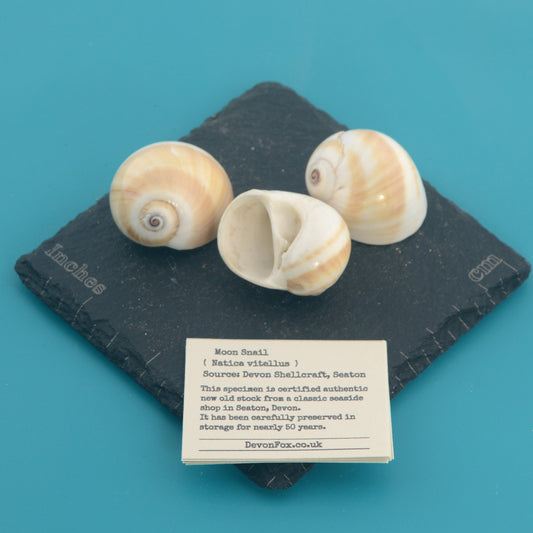 Moon Snail - Natica vitellus