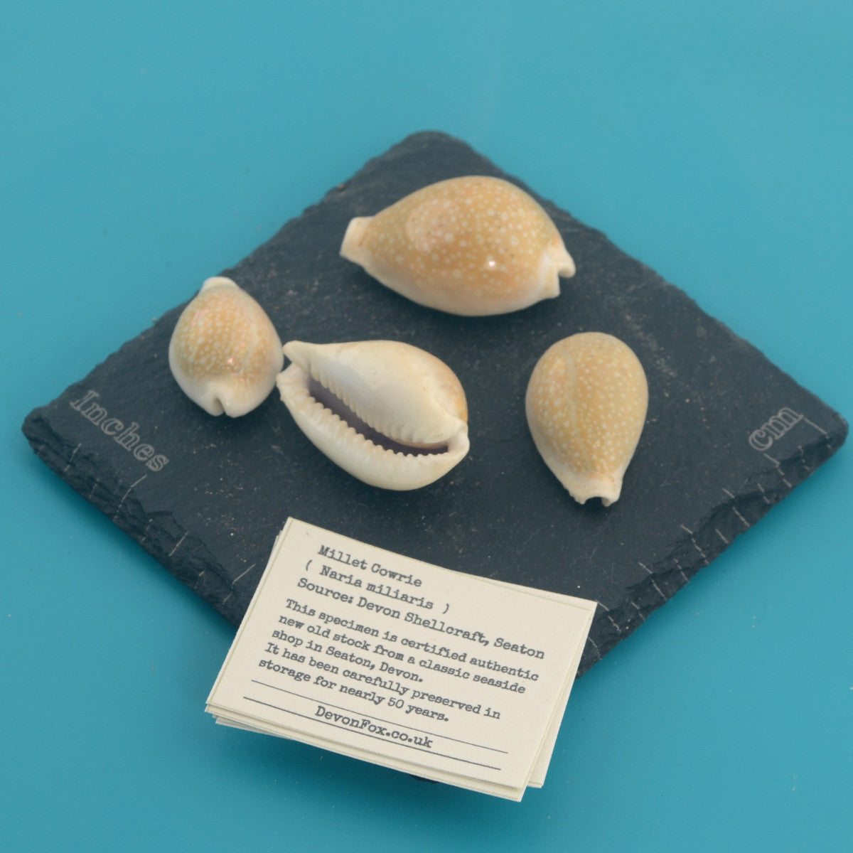 Millet Cowrie - Naria miliaris