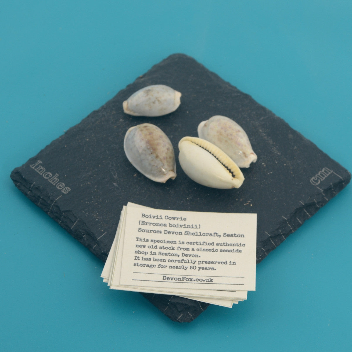 Boivii Cowrie - Erronea boivinii