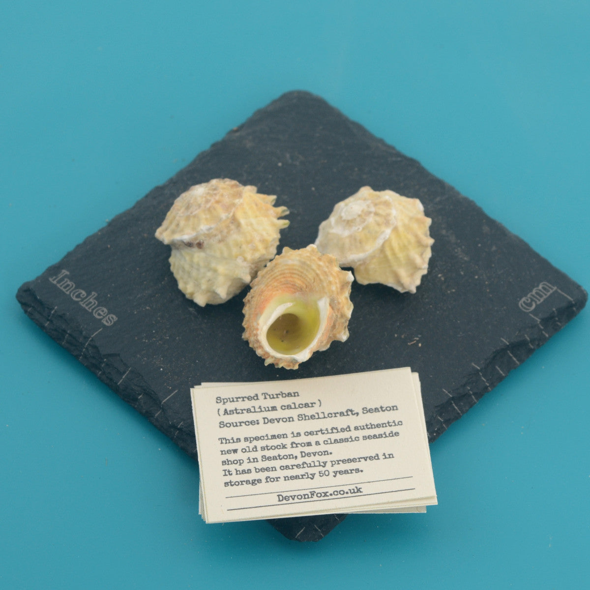 Spurred Turban - Astralium calcar
