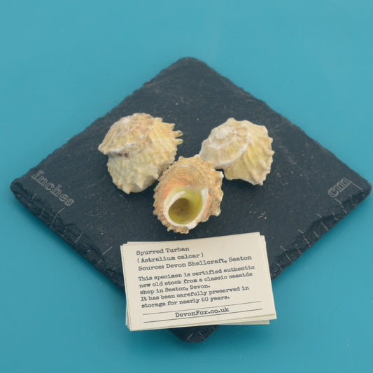 Spurred Turban - Astralium calcar