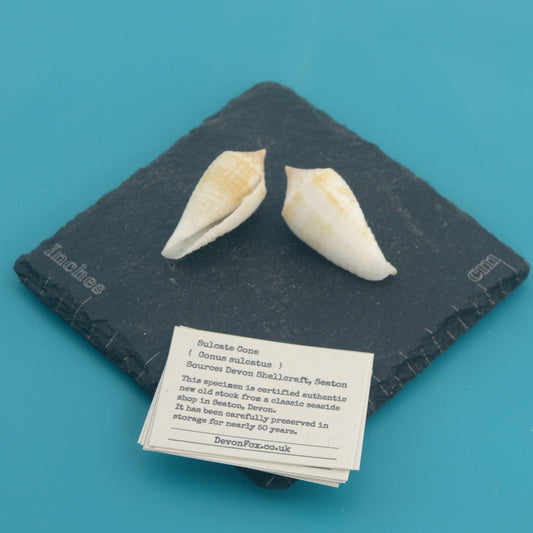 Sulcate Cone - Conus sulcatus