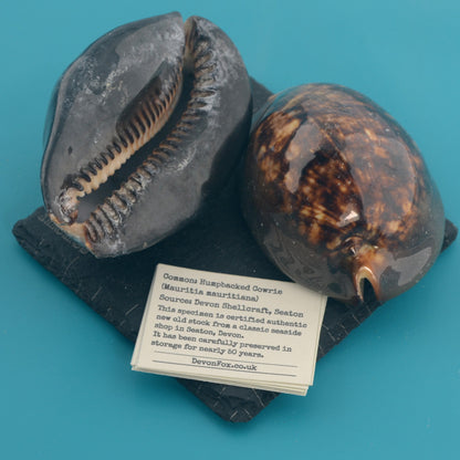 Humpbacked Cowrie - Mauritia mauritiana