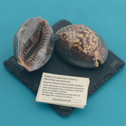 Humpbacked Cowrie - Mauritia mauritiana