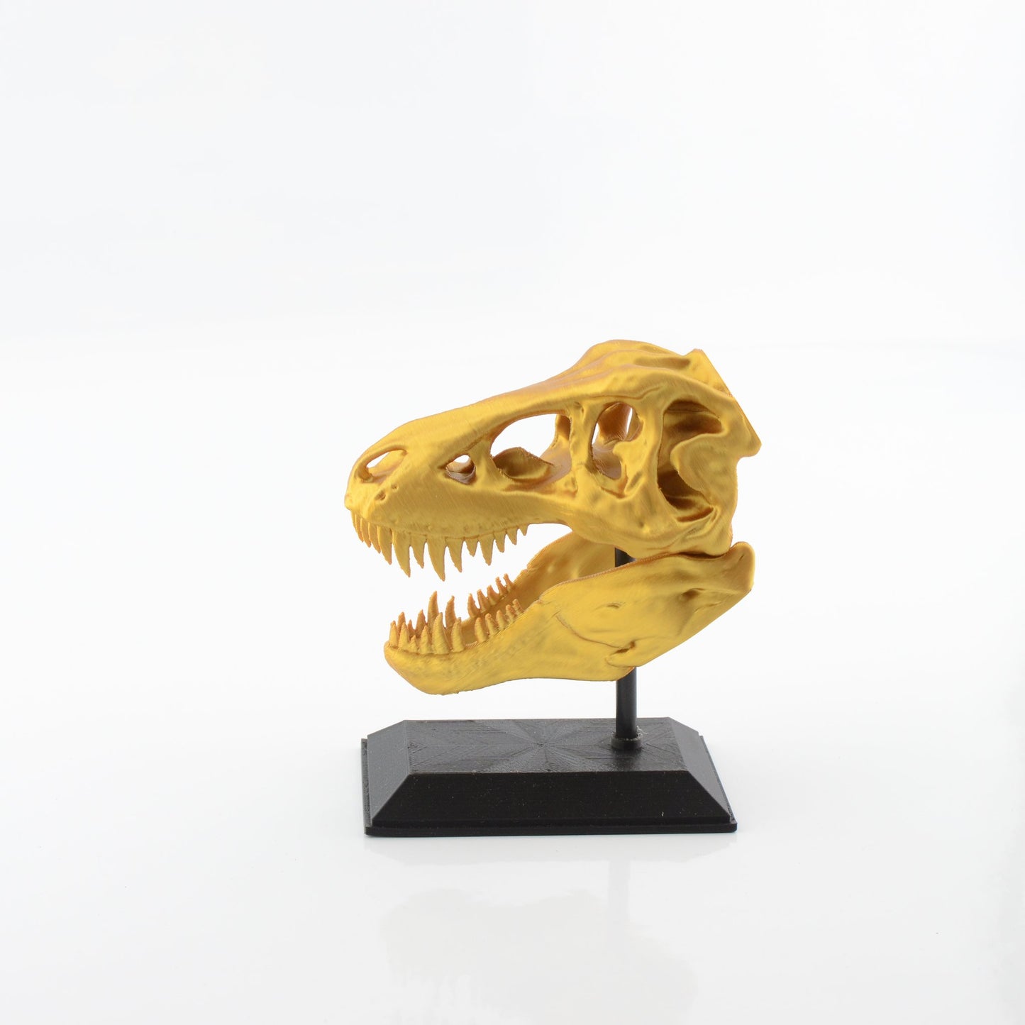 3D Printed T-Rex Skull Model