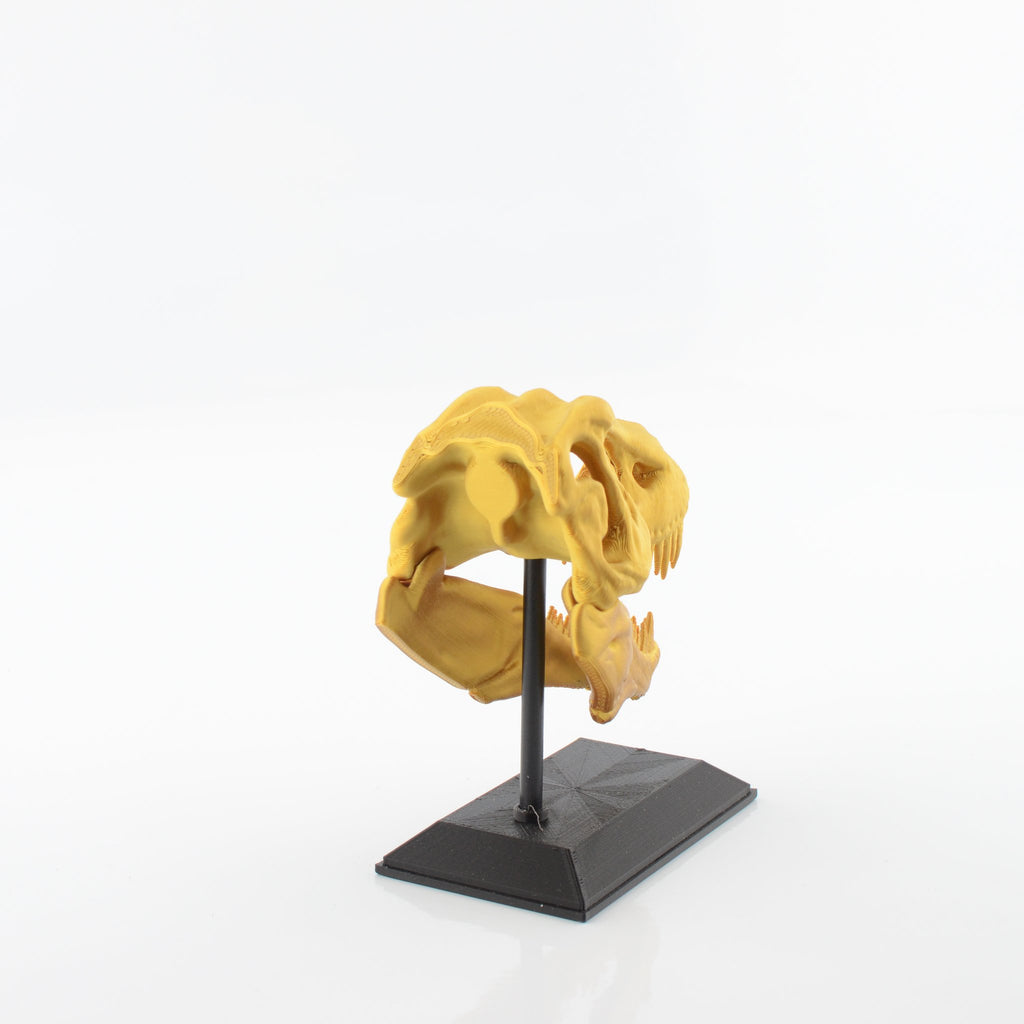 3D Printed T-Rex Skull Model