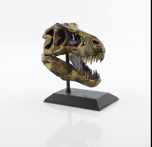 3D Printed T-Rex Skull Model