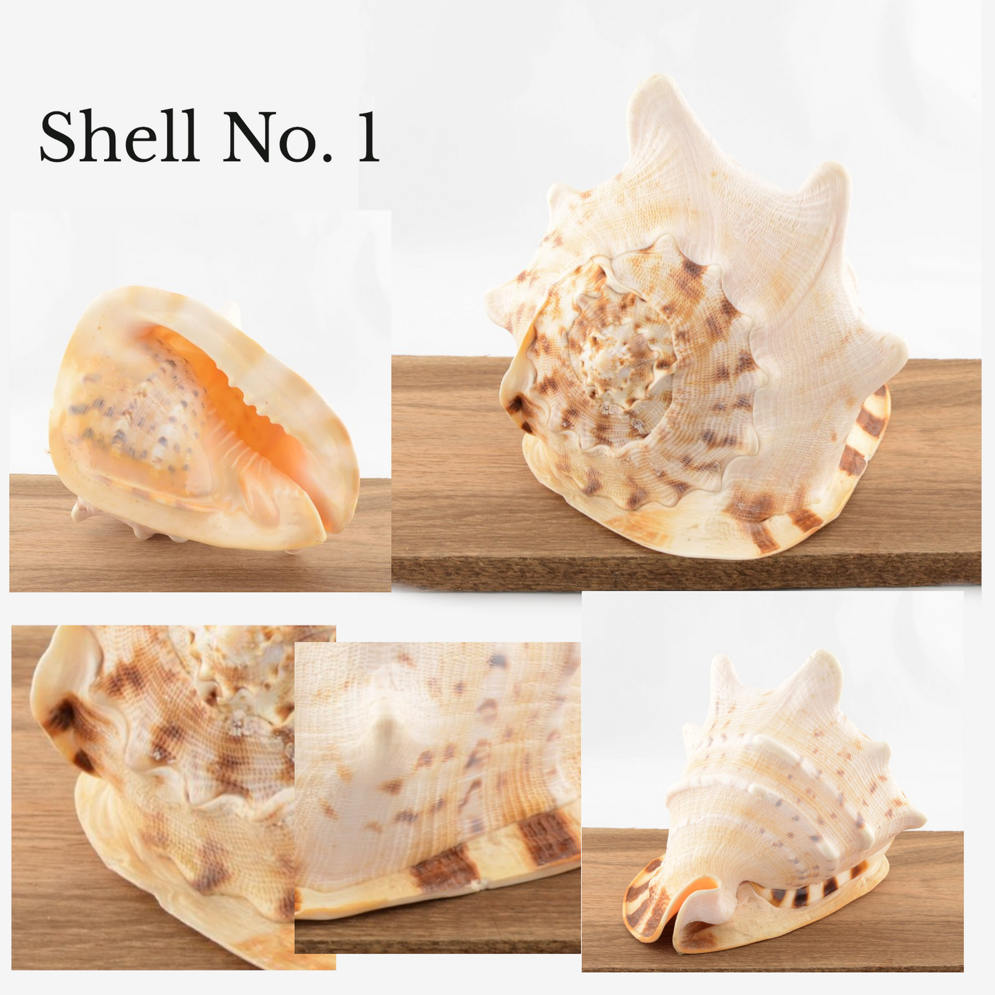 Horned Helmet Shell - Cassis cornuta