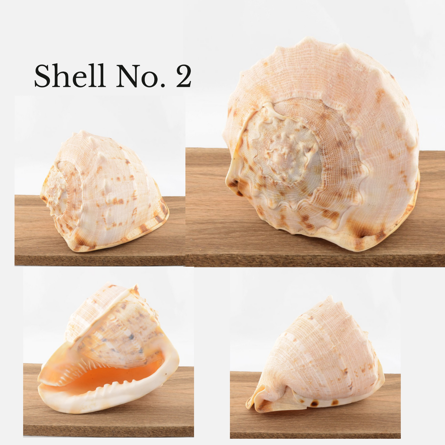 Horned Helmet Shell - Cassis cornuta