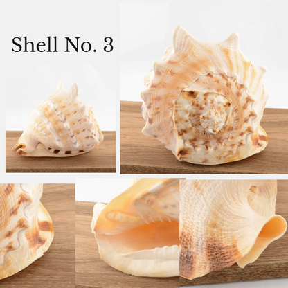 Horned Helmet Shell - Cassis cornuta